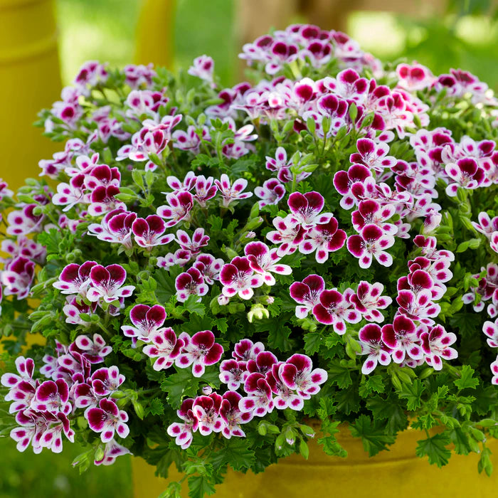Purple & White Geranium Flower seeds for Planting Easy to Grow Heirloom & GMO Free Seeds for Home Garden
 
 Sale
