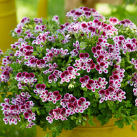 Purple & White Geranium Flower seeds for Planting Easy to Grow Heirloom & GMO Free Seeds for Home Garden
 
 Sale