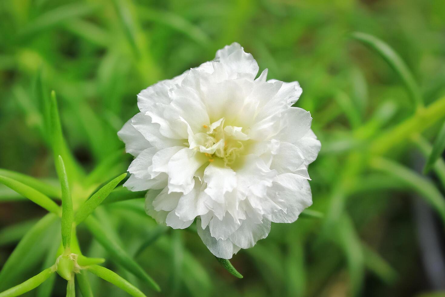 White MossRose Flower seeds for Planting Colorful Display Heirloom & GMO Free Seeds for Home Garden 
 
 Sale