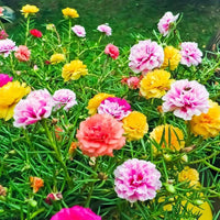 Moss Rose flowers blooming in a sunny garden bed