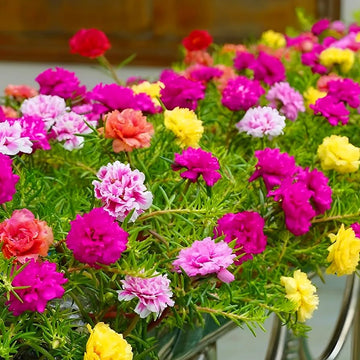 Moss Rose seeds for colorful home flower garden planting