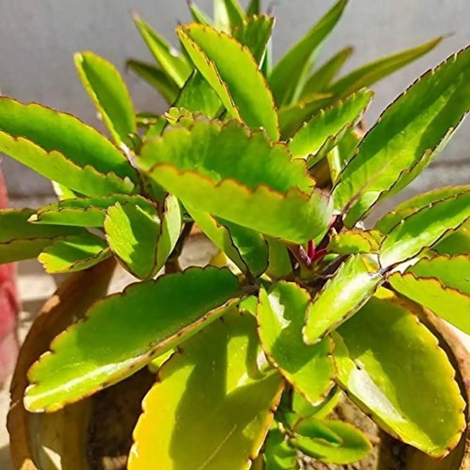 Mother of Thousands ornamental plant seeds for patios, raised beds, and succulent collections.