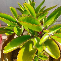 Mother of Thousands ornamental plant seeds for patios, raised beds, and succulent collections.