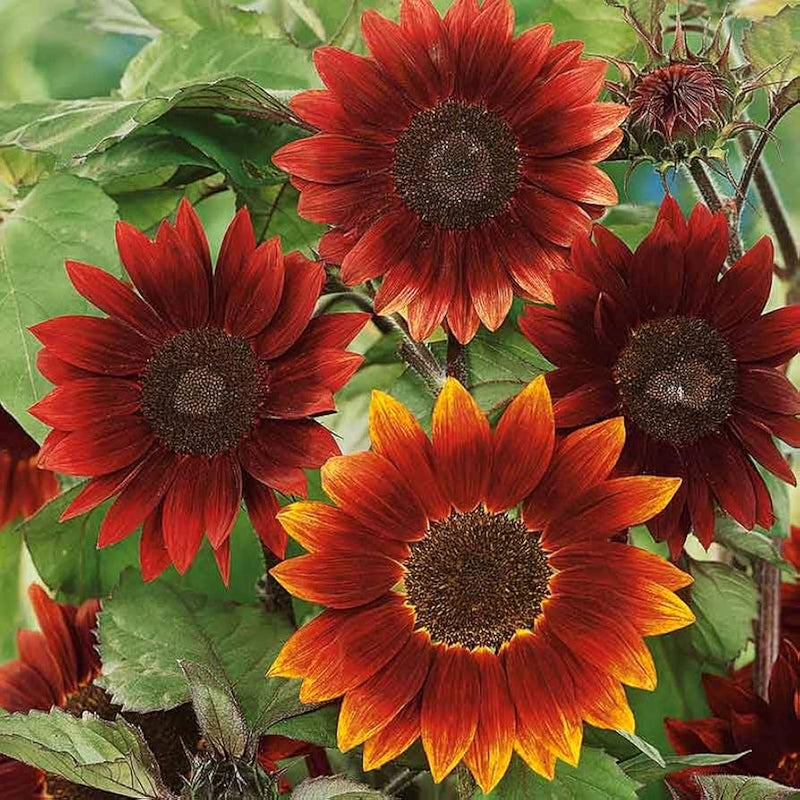 Moulin Rouge Sunflower flower seeds for planting in home gardens and borders.