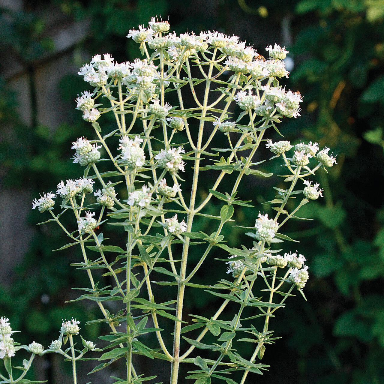 Perennial Mountain Mint plant grown from seeds