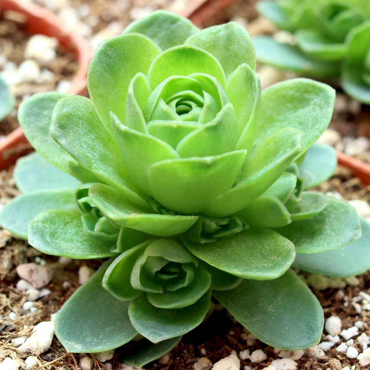 Greenovia Flower seeds for Planting Vibrant Colors Heirloom & GMO Free Seeds for Home Garden 
 
 Sale