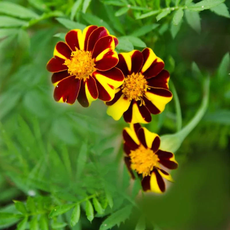 Marigold Mr Majestic Flower seeds for Planting Fragrant Blossoms Heirloom & GMO Free Seeds for Home Garden 
 
 Sale for planting in home garden