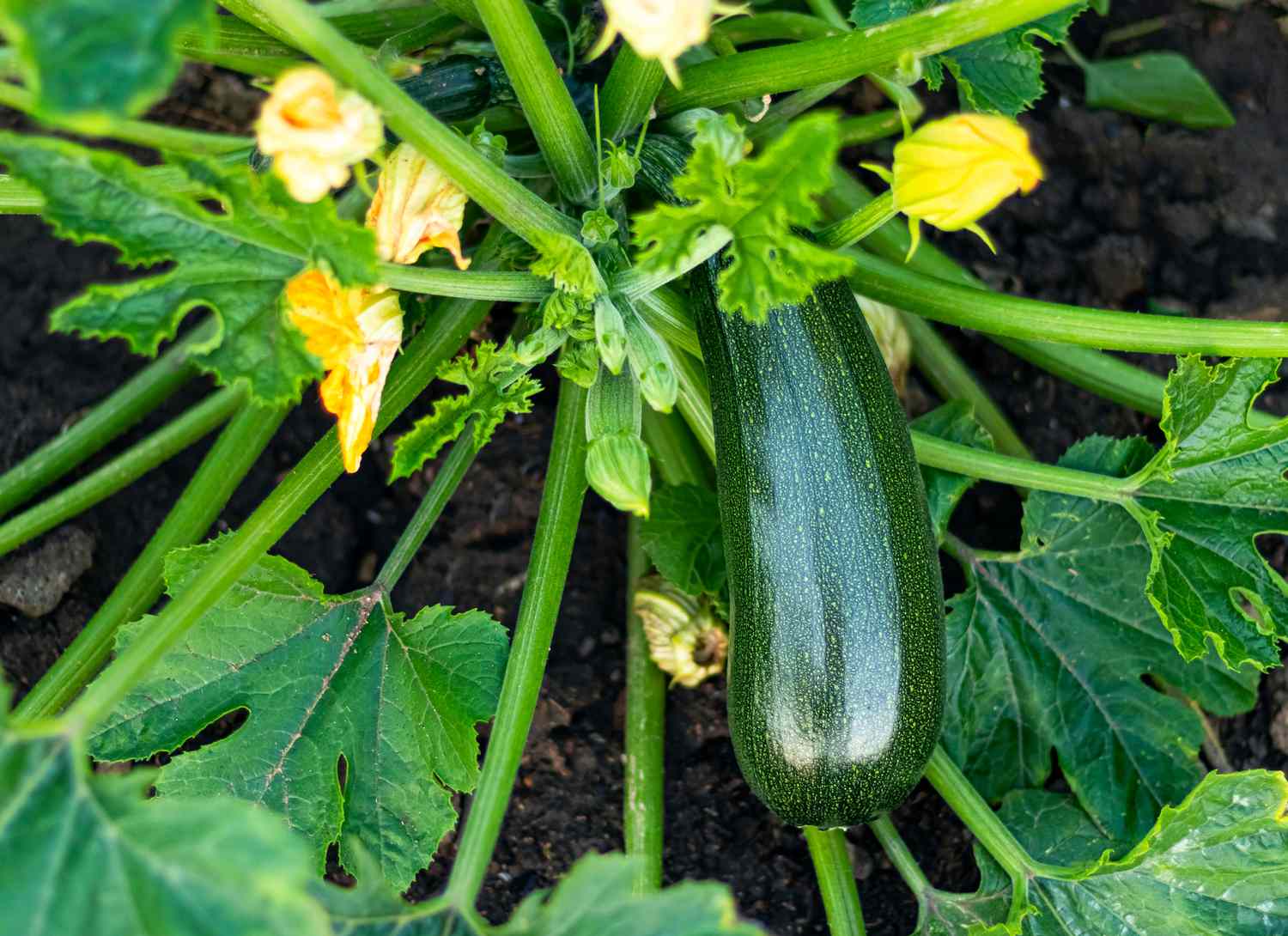 Heirloom mixed zucchini and squash seeds suitable for raised beds and containers