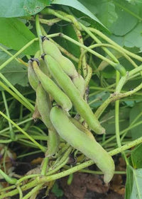 Heirloom Mucuna pruriens seeds suitable for raised beds and trellises.