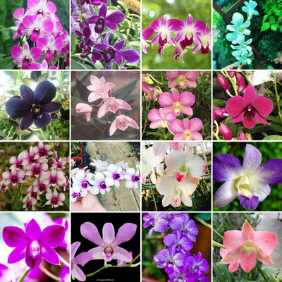 100 Pcs