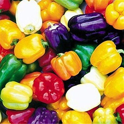 100 Pcs