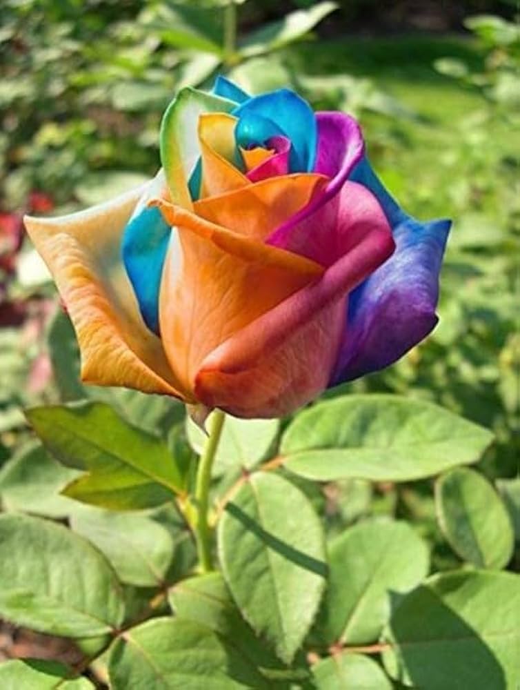 Heirloom rainbow rose seeds for planting suitable for pots, borders, and flower beds.