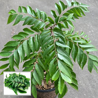 Murraya koenigii culinary herb growing in a garden container with vibrant leaves