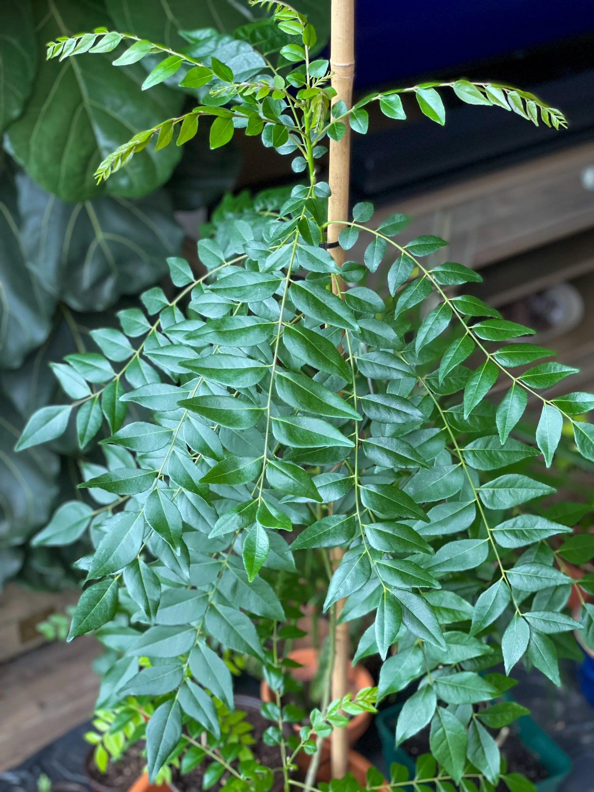 Murraya koenigii Curry Leaf Tree seeds for planting in home gardens.