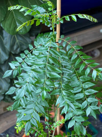 Murraya koenigii Curry Leaf Tree seeds for planting in home gardens.