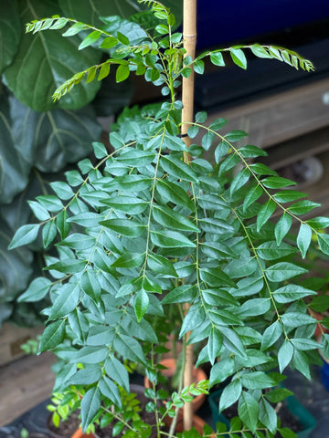 Murraya koenigii Curry Leaf Tree seeds for planting in home gardens.