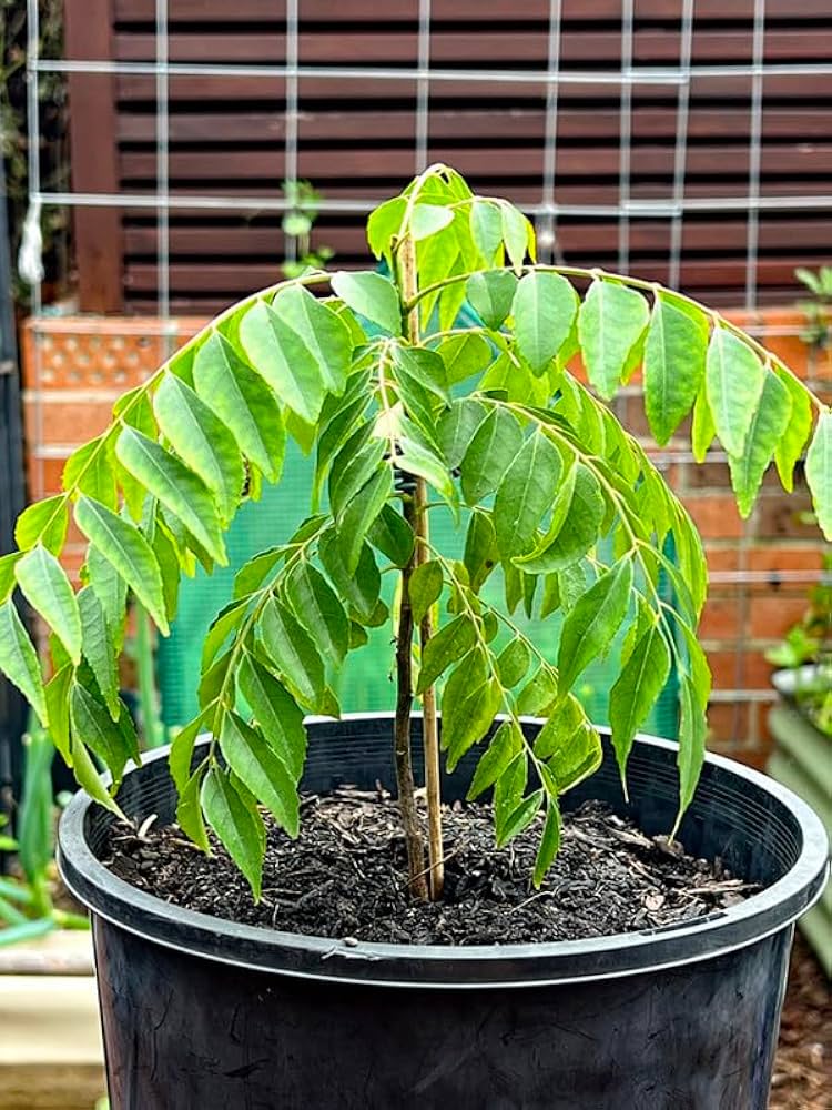Heirloom Murraya koenigii seeds for growing an evergreen tree in tropical gardens.