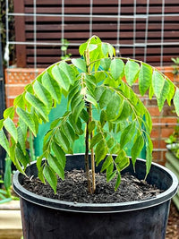 Heirloom Murraya koenigii seeds for growing an evergreen tree in tropical gardens.