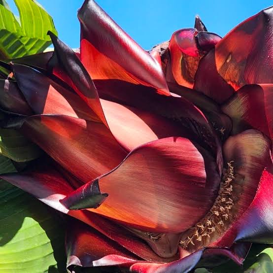 Large burgundy foliage of Red Abyssinian Banana ornamental tropical plant