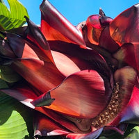 Large burgundy foliage of Red Abyssinian Banana ornamental tropical plant