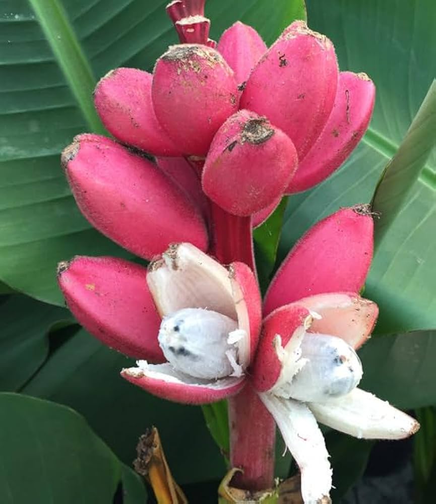 Musa velutina plant with pink fruit