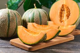 Musk Melon Plants Growing in Garden, Healthy Melon Vines with Abundant Fruit