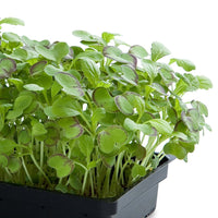 Mustard Cress Mixed leafy greens suitable for indoor and outdoor gardening.
