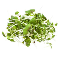 Fresh Mustard Cress Mixed plants growing in a raised garden bed.