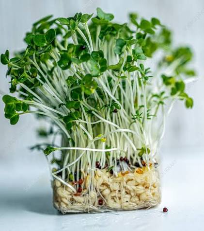 Mustard Cress Mixed seeds for planting in home gardens and containers.