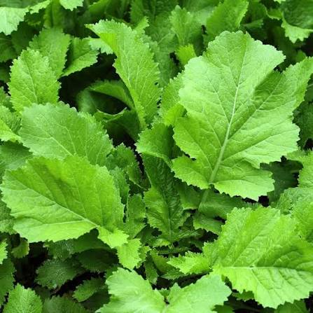 Heirloom Mustard Green plants growing in a raised garden bed