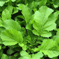 Heirloom Mustard Green plants growing in a raised garden bed