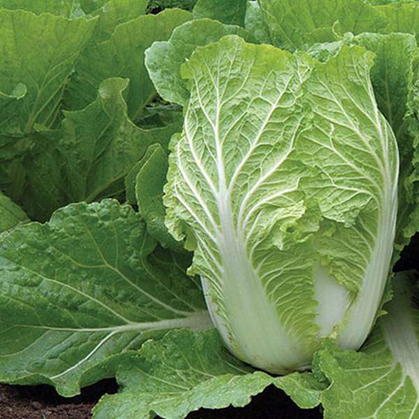 Napa Cabbage Michihili seeds for home garden planting