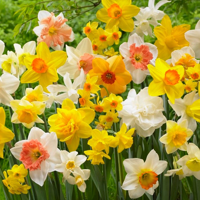 Dwarf Narcissus flowers growing in an outdoor garden