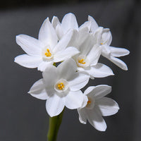 Spring-blooming Narcissus flower seeds for planting
