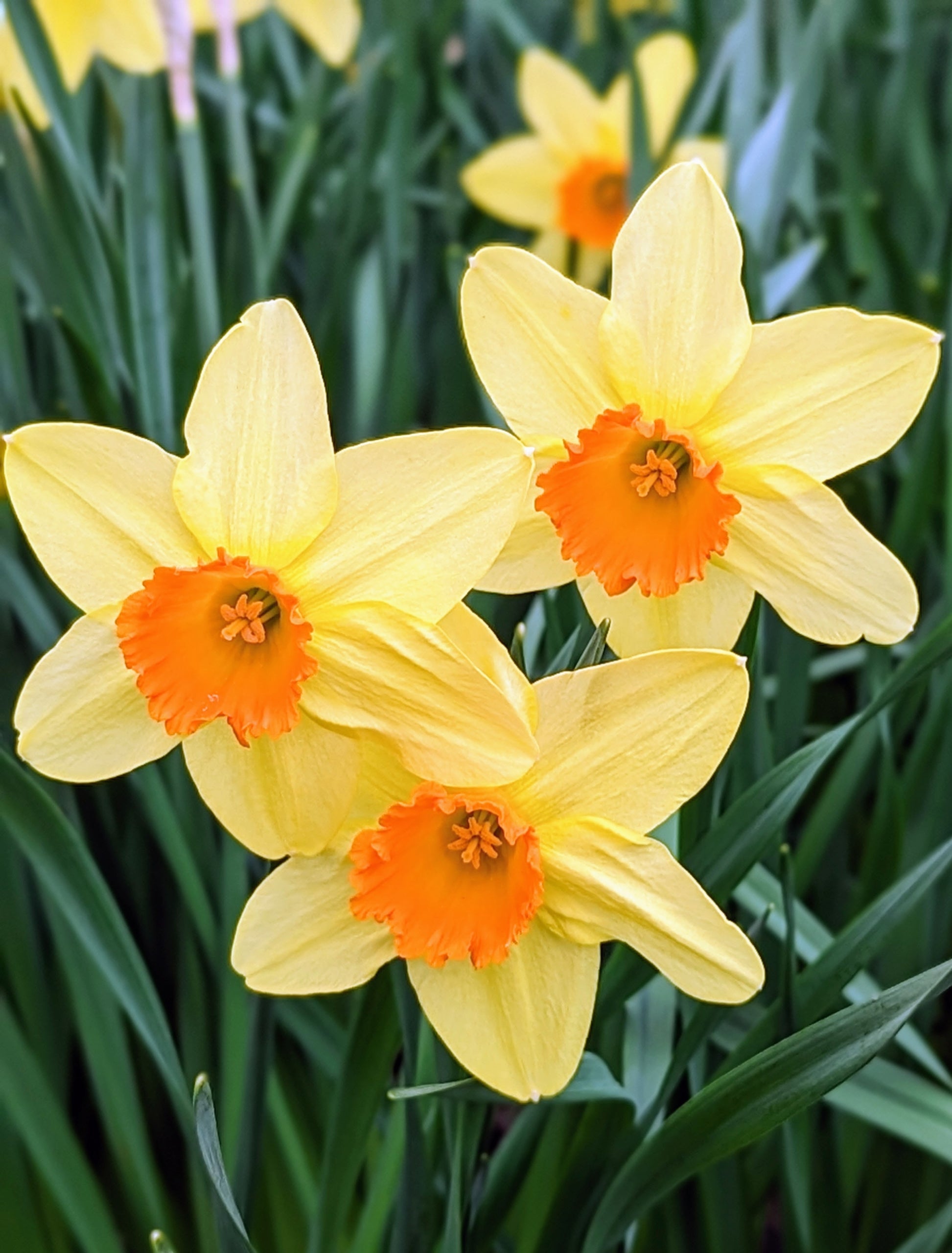 Narcissus flower seeds suitable for raised beds and containers.