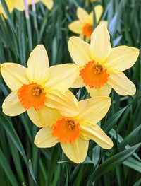 Narcissus flower seeds suitable for raised beds and containers.