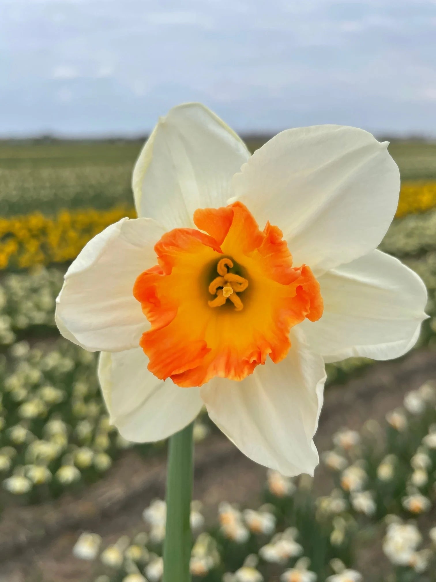 Cream Narcissus Flower Seeds for Planting Pollinator Friendly Heirloom & GMO Free Seeds for Home Garden
 
 Sale