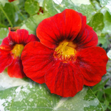 Tropaeolum Majus Nasturtium Flower seeds for Planting Bright Blooms Heirloom & GMO Free Seeds for Home Garden