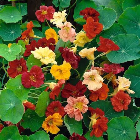Colorful Double Gleam Nasturtium flowers in bloom