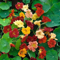 Colorful Double Gleam Nasturtium flowers in bloom