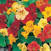 Nasturtium Double Gleam flower seeds for garden planting