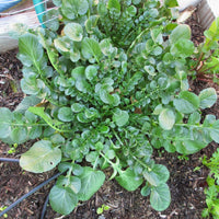 Nasturtium Officinale Watercress Growing in Garden