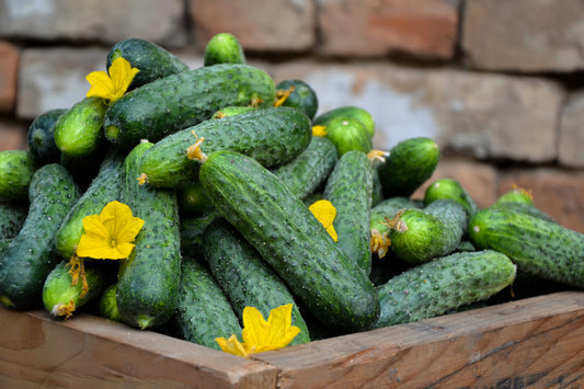 National Pickling Cucumber (Cucumis sativus) seeds for planting