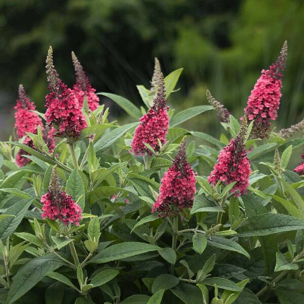 Buddleia (Buddleia Davidii) seeds for planting in home garden
