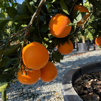Navel Orange fruit tree seeds for growing evergreen citrus plants