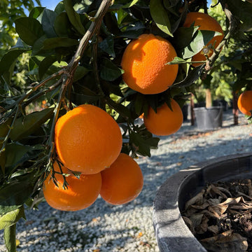 Navel Orange fruit tree seeds for growing evergreen citrus plants