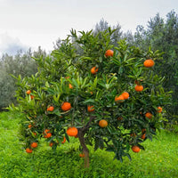 Navel Orange tree seeds for home garden and container planting
