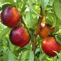 Nectarine seedlings sprouting in warm soil