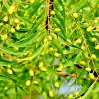 Young Neem tree (Azadirachta indica) growing in a sunny home garden.