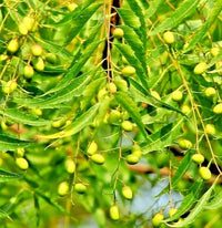Green Neem Tree growing with dense foliage in an outdoor garden landscape.
